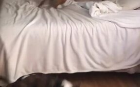 Duo of Dogs Spin to Songs in Owner's Playlist - Animals - VIDEOTIME.COM