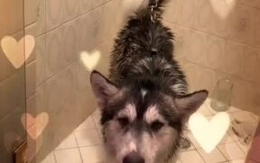 Dog is Happy to Have Found New Forever Home - Animals - VIDEOTIME.COM