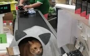 Cat Rides Billing Counter Conveyor in New House - Animals - VIDEOTIME.COM