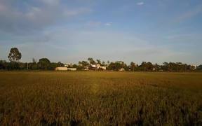 A Field In Vietnam