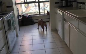 The Moonwalking Dog - Animals - VIDEOTIME.COM
