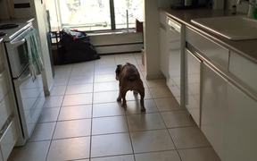 The Moonwalking Dog - Animals - VIDEOTIME.COM