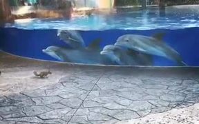 Dolphins Are Watching Squirrels