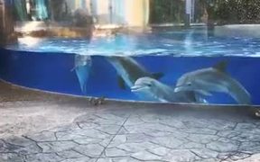 Dolphins Are Watching Squirrels - Animals - VIDEOTIME.COM