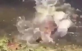 Cat Jumps Into Lake After Guy Sneezes