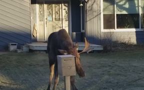 Moose Vs Prius - Animals - VIDEOTIME.COM
