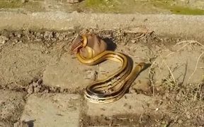 Snake Vs Bat Nail - Animals - VIDEOTIME.COM