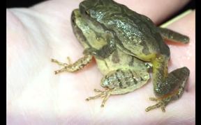 Comparing Tropical+Temperate Frog Breeding