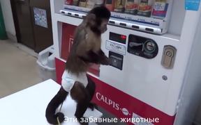 Monkey Using a Vending Machine