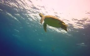 Green Turtle - Animals - VIDEOTIME.COM