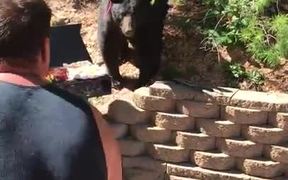 Bear Wants Barbeque - Animals - VIDEOTIME.COM