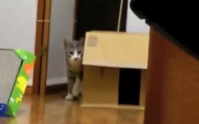 The Stalking Cat - Animals - VIDEOTIME.COM