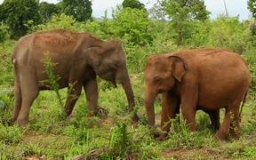 Elephants - Animals - VIDEOTIME.COM