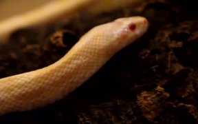 Albino Snake