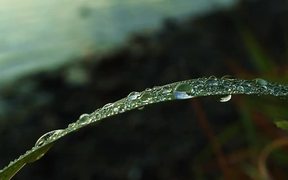 Lakeside Dew Drops