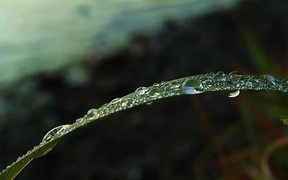 Lakeside Dew Drops