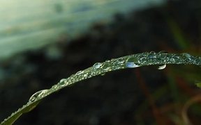 Lakeside Dew Drops - Fun - VIDEOTIME.COM