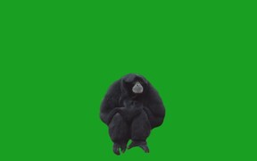 Monkey on Green Screen - Animals - VIDEOTIME.COM