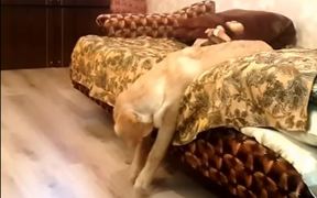 Lazy Labrador