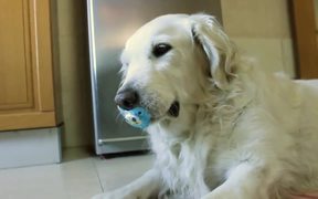 Golden Retrieve Refuses To Give Up Pacifier - Animals - VIDEOTIME.COM