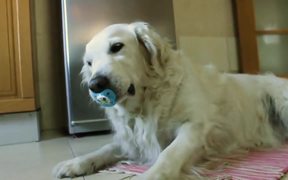 Golden Retrieve Refuses To Give Up Pacifier