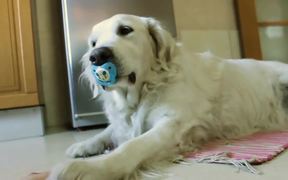 Golden Retrieve Refuses To Give Up Pacifier