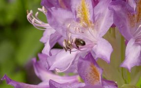 Bee on Flower - Fun - VIDEOTIME.COM
