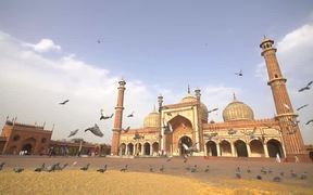 A Flock of Pigeons - Animals - VIDEOTIME.COM