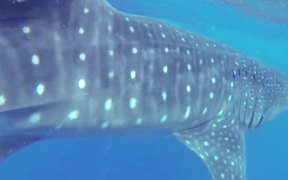Whale Shark - Animals - VIDEOTIME.COM