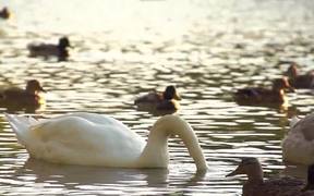 White Swan in SloMo - Animals - VIDEOTIME.COM