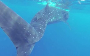 Whale Shark - Animals - VIDEOTIME.COM