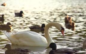 White Swan in SloMo
