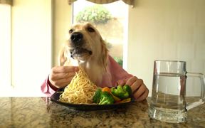 Chef Dog - Animals - VIDEOTIME.COM