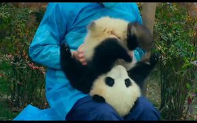 Pandas Official Trailer - Movie trailer - VIDEOTIME.COM