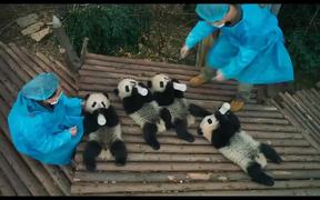 Pandas Official Trailer