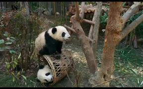Pandas Official Trailer