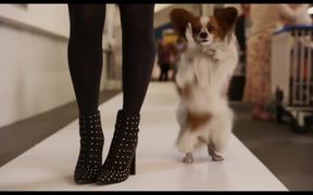 Show Dogs Trailer - Movie trailer - VIDEOTIME.COM