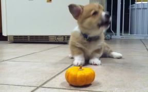 Puppy Fighting A Pumpkin