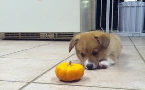 Puppy Fighting A Pumpkin