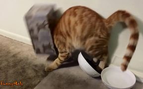 Cats Getting Stuck In Things Compilation