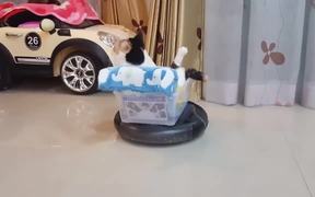 The Roomba Riding Cat - Animals - VIDEOTIME.COM