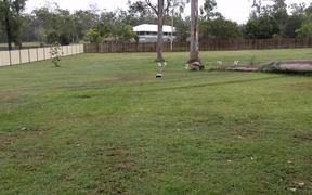 Asalei Beagles Afternoon Exercise - Animals - VIDEOTIME.COM