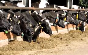 Cows in Stable - Animals - VIDEOTIME.COM