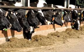 Cows in Stable - Animals - VIDEOTIME.COM