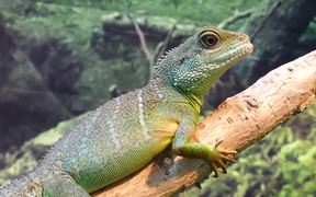 Chinese Water Dragon - Animals - VIDEOTIME.COM