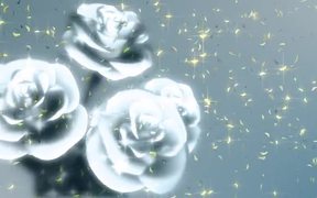 Flowers Rotating - Anims - VIDEOTIME.COM