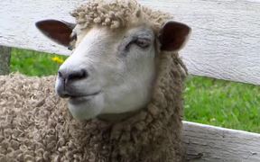 Chewing Sheep Closeup