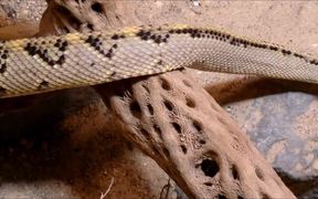 Rattlesnake - Animals - VIDEOTIME.COM