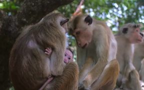 Mother and Baby Monkey - Animals - VIDEOTIME.COM