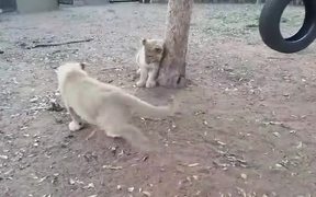 Jack Russl Terrier Vs Lion Cubs